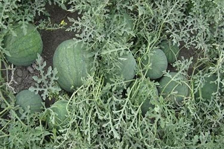 种打瓜施什么肥