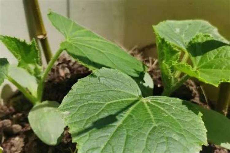 腐植酸钠在水产养殖中的作用