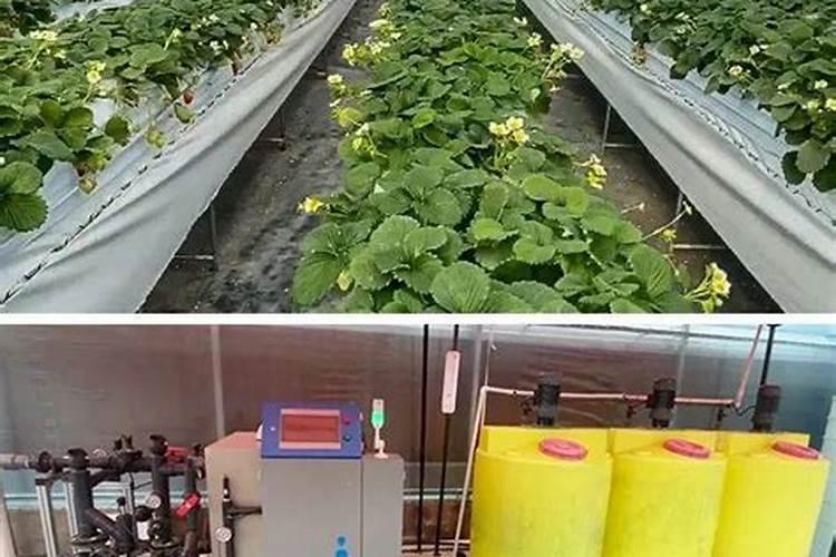 草莓采收后的田间管理有哪些技巧,怎么能保证草莓的新鲜呢？