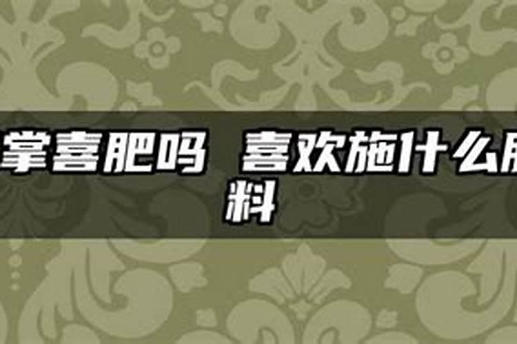 种李子施什么肥
