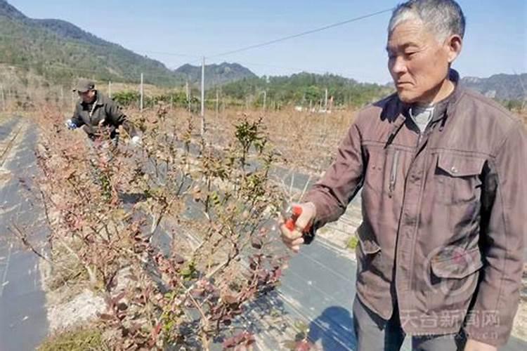 蓝莓需要打什么叶面肥