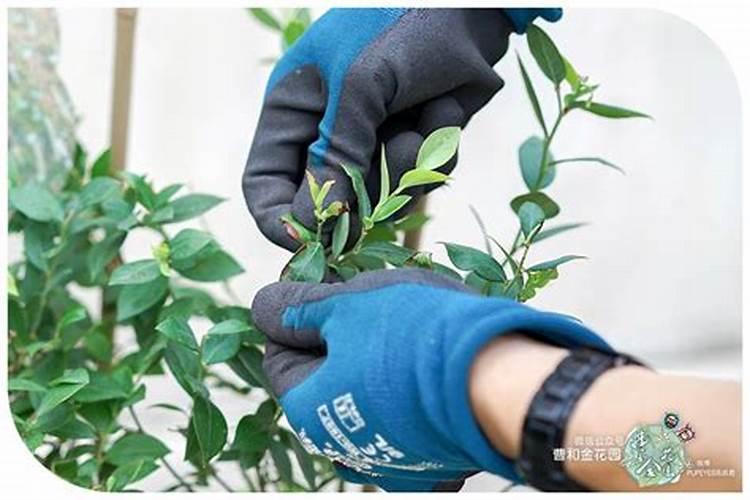 蓝莓施什么肥最好