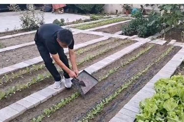 草木灰直接撒在白菜上会烧伤嫩叶吗？
