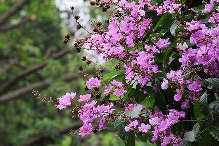 用发酵的泡黄豆水给黄瓜、芸豆施肥可以吗？