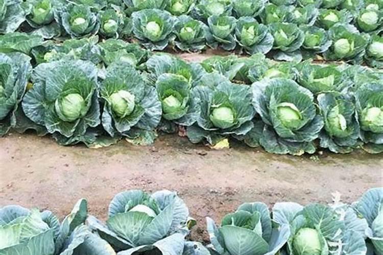 甘蓝菜的施肥方法