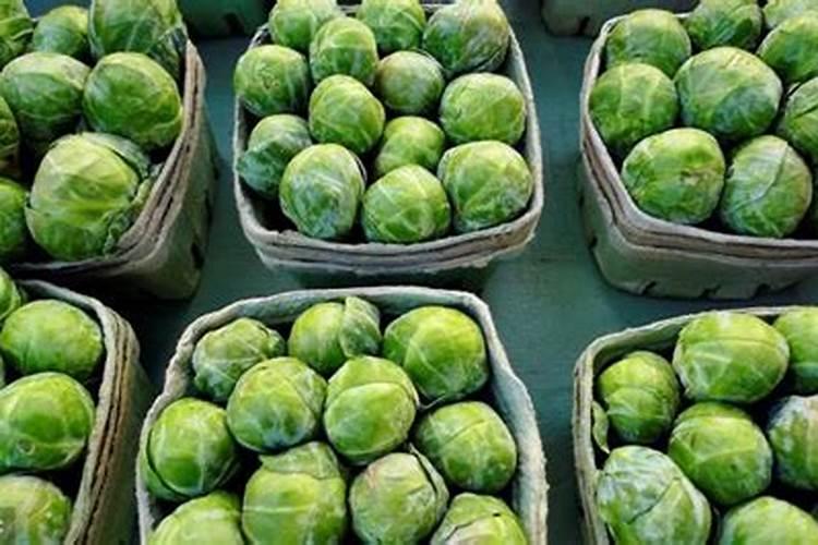 甘蓝菜的施肥方法如何正确给甘蓝菜施肥