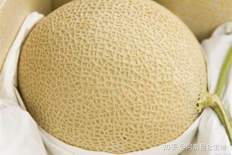 核桃树上啥肥料好呀