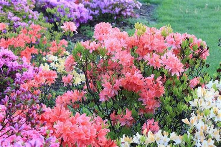 现在油菜可以打芸苔素吗？