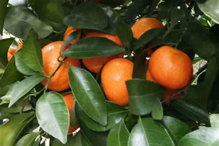 增加水果甜度的肥料