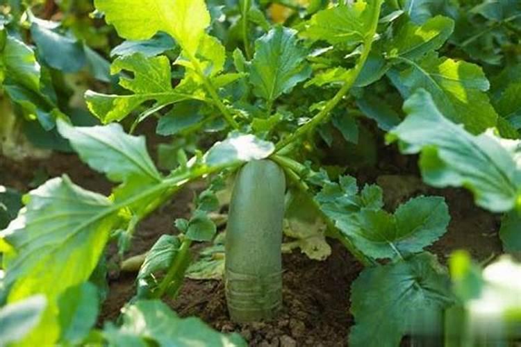 椰子树用什么肥料最好