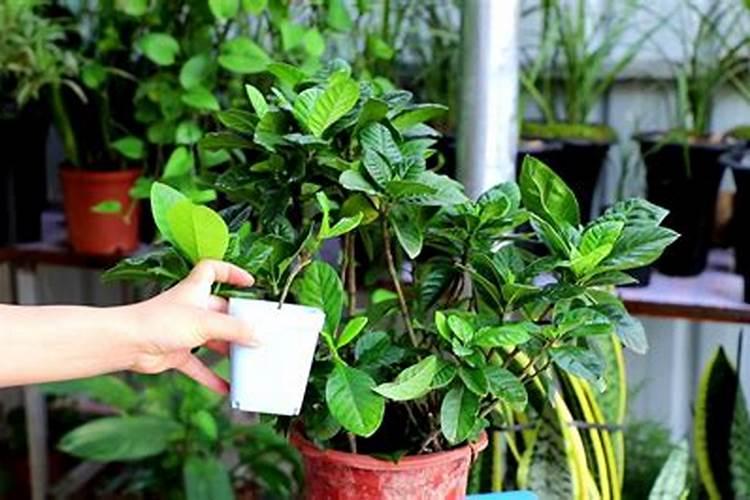 栀子花怎么施肥