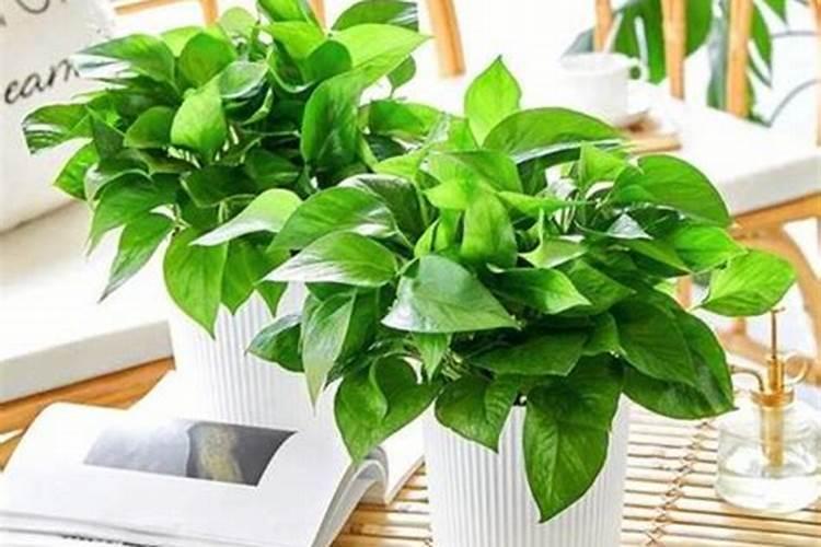大棚蔬菜的主要肥害、药害、及解决办法