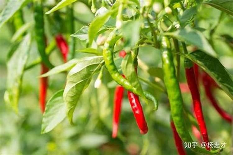 为什么夏天种植辣椒要补硼？硼有什么用？