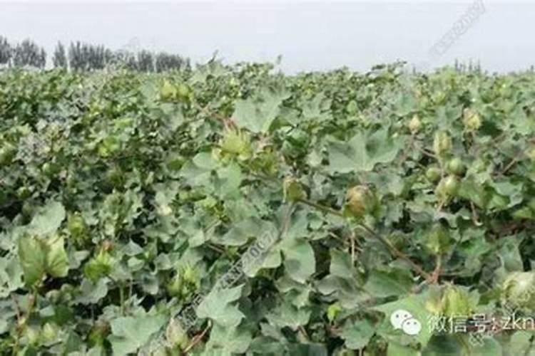 水溶肥三个字的商品名字有哪些