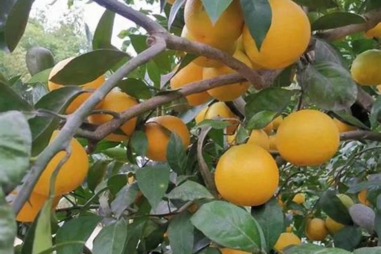 脐橙采果后喷什么叶面肥好
