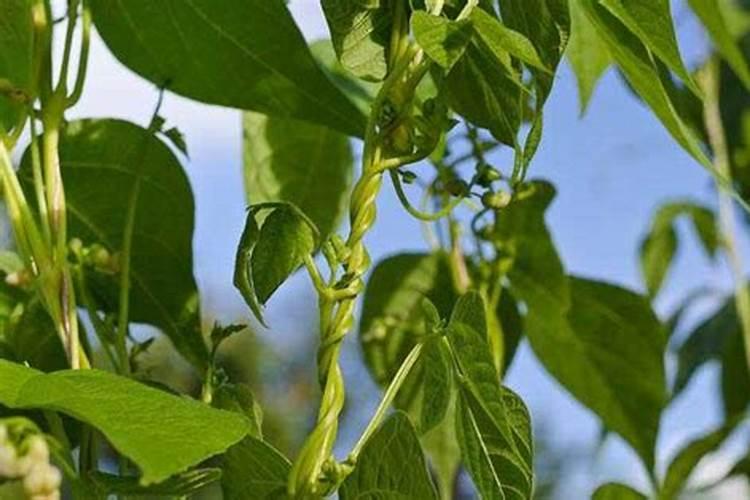 化肥的简易鉴别 化肥是什么原料做的