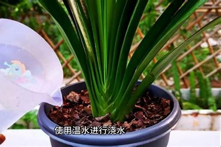 君子兰底肥放什么肥好