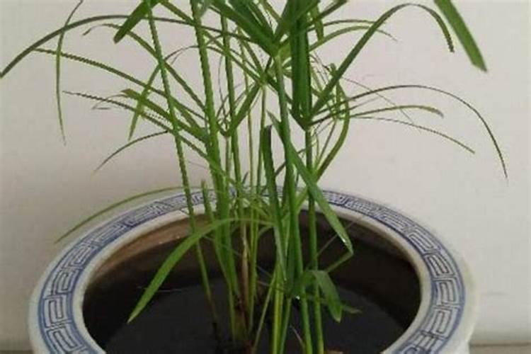 水竹施什么肥料