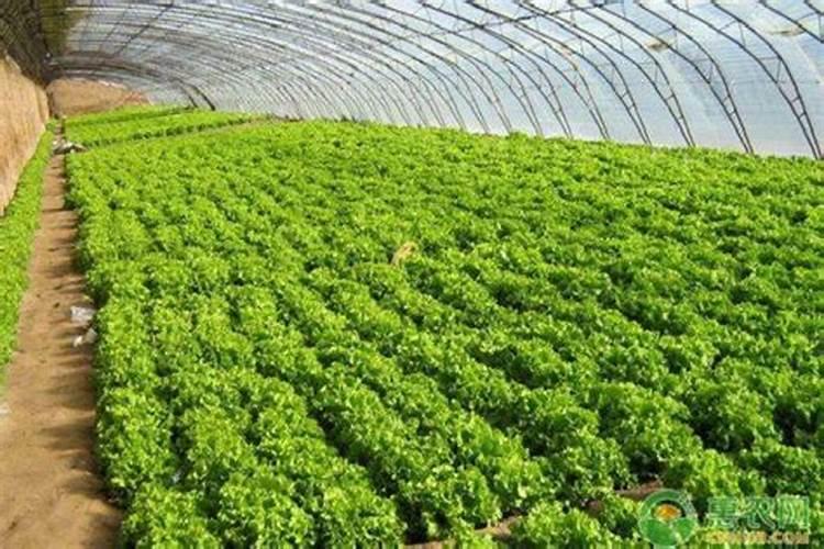 钾肥最佳施用方法