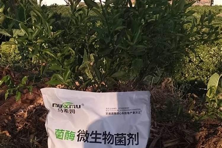 刚栽的柑橘树幼苗,施什么肥料？
