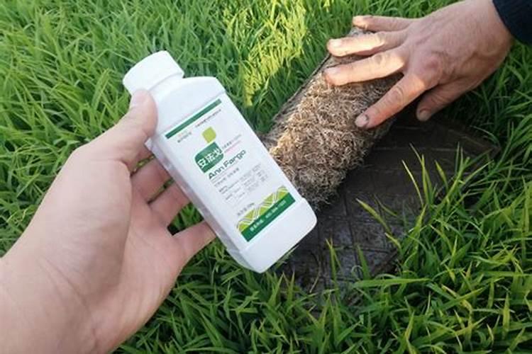 芸苔素内酯在 樱桃树上具体分那几个阶段使用能提高坐果率