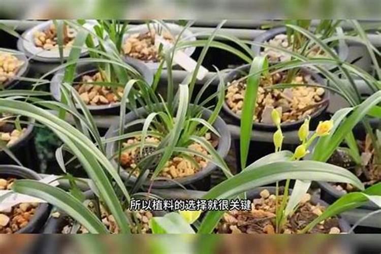 兰花适合用什么肥料
