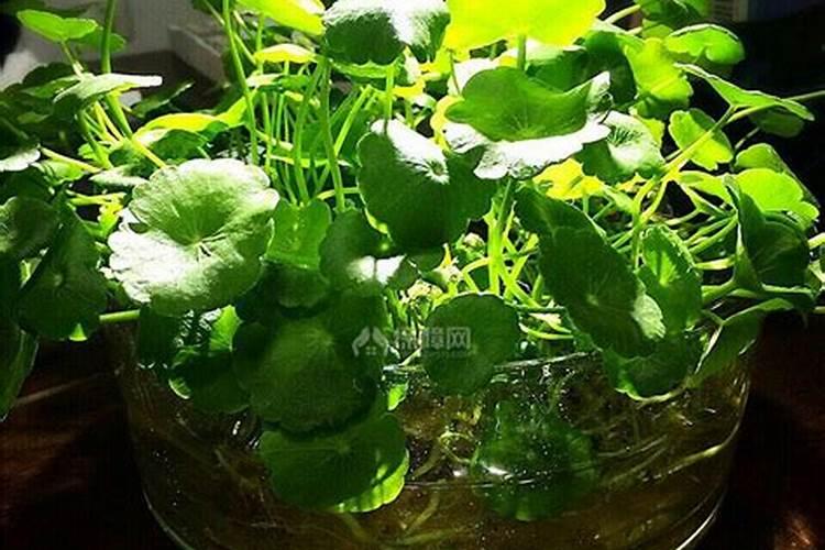 水养植物用什么肥料 养富贵竹用什么肥料好