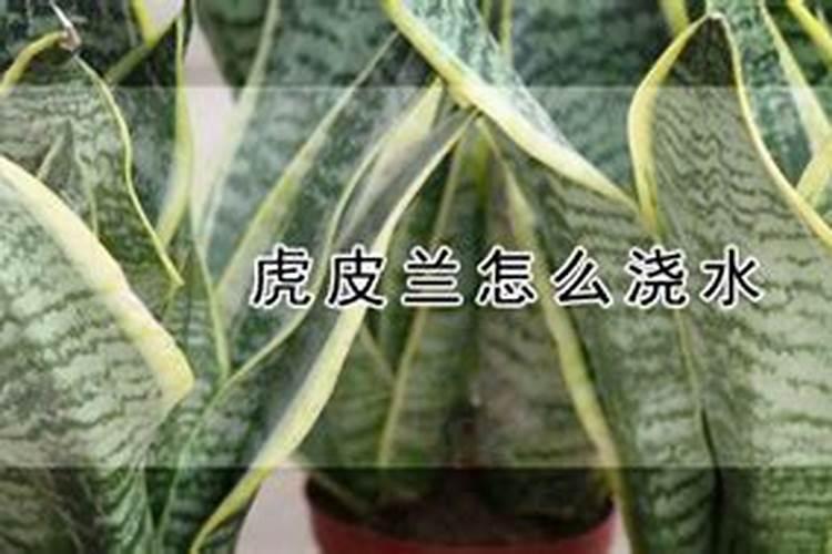 虎皮兰用什么肥料好