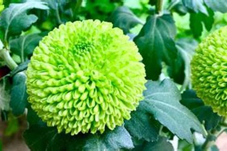 自家的柑橘树长势不太好,用云大YD120长效芸苔素效果咋样？