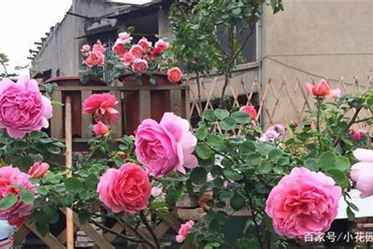 芍药几月发芽