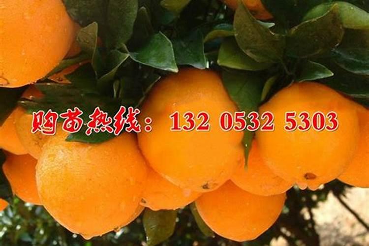 冰糖橙树为什么不开花怎么办