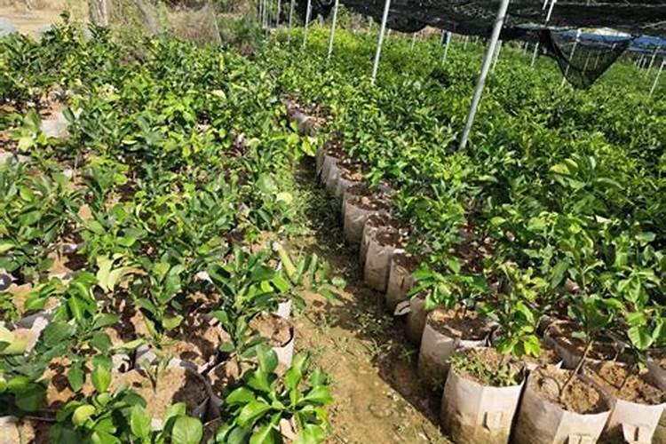 生态农业有限公司经营范围有哪些