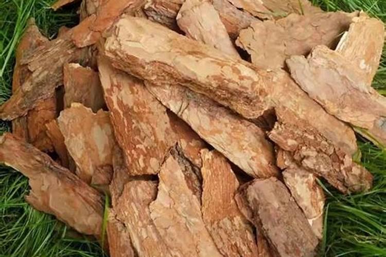 蔷薇花枯萎怎么救活？