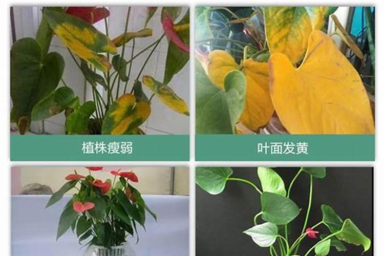 红掌需要用什么肥料。