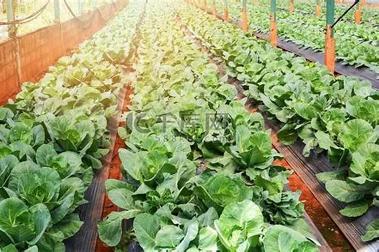 种的白菜上什么肥料最好？