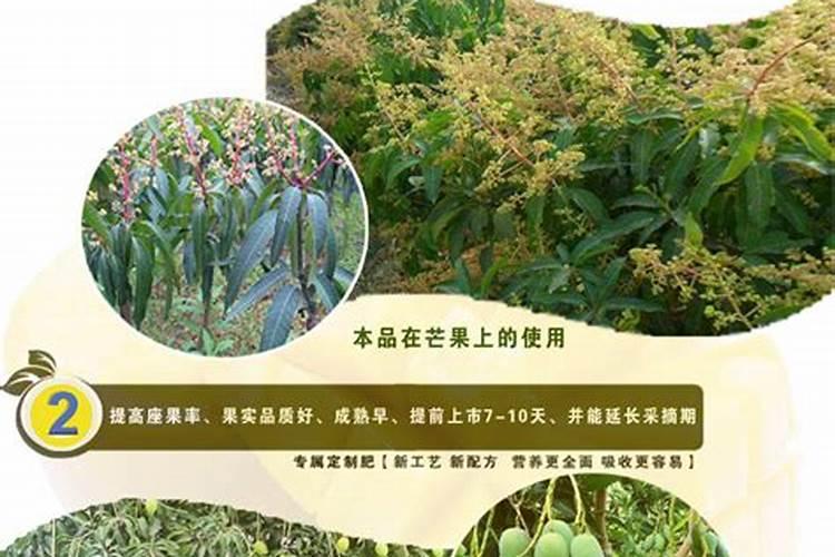 合理施肥才能高产,芒果树的施肥技术有哪些？