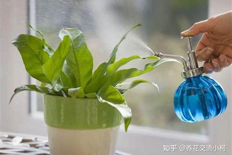 花生喷施硼肥最佳时间 使用注意事项有哪些
