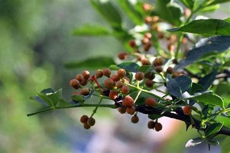 花椒树施什么肥最佳