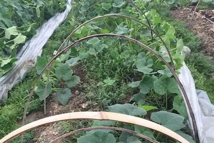 蜜本南瓜种植技术与管理
