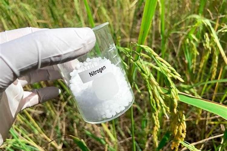 葡萄树最佳的施肥时间 葡萄树什么时候施肥好