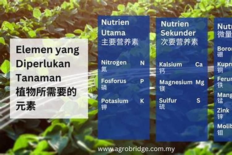 果树促花用什么叶面肥好？