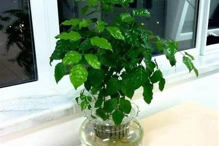 绿宝树用什么肥料最好