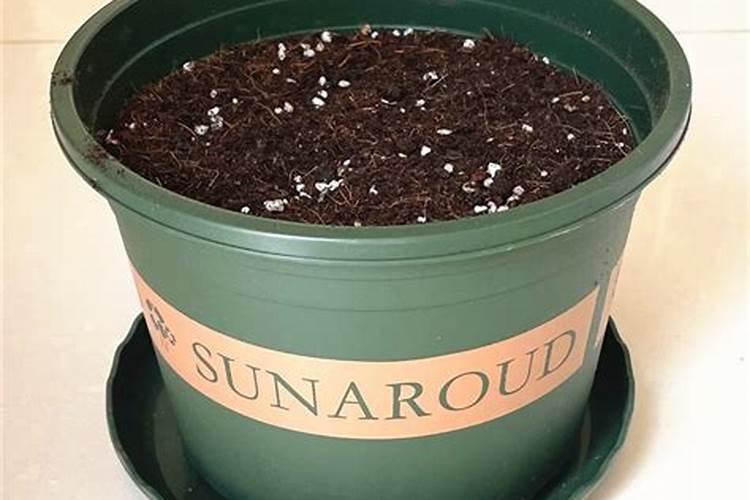 花盆里的土硬结板怎么办