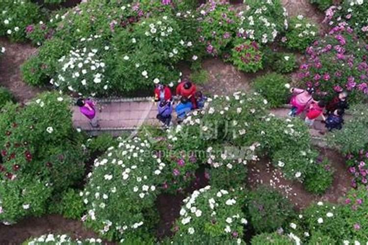 牡丹花喂什么肥开花更鲜艳