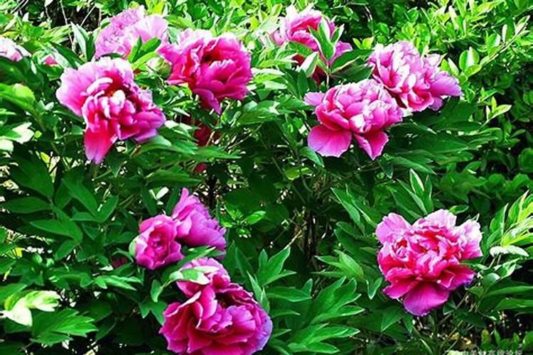牡丹花喂什么肥开花更鲜艳