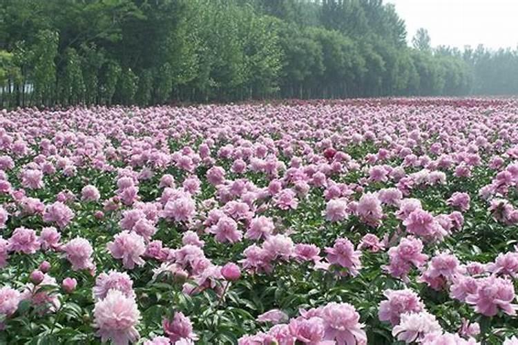牡丹在开花的时候可以施肥吗
