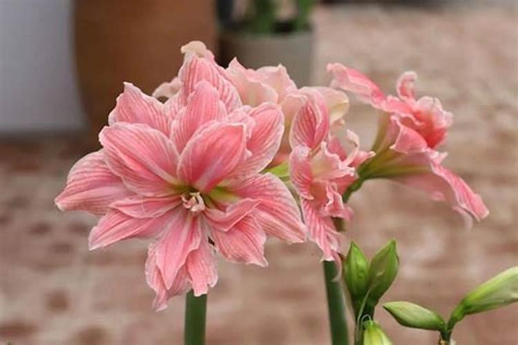 朱顶红花后施什么肥