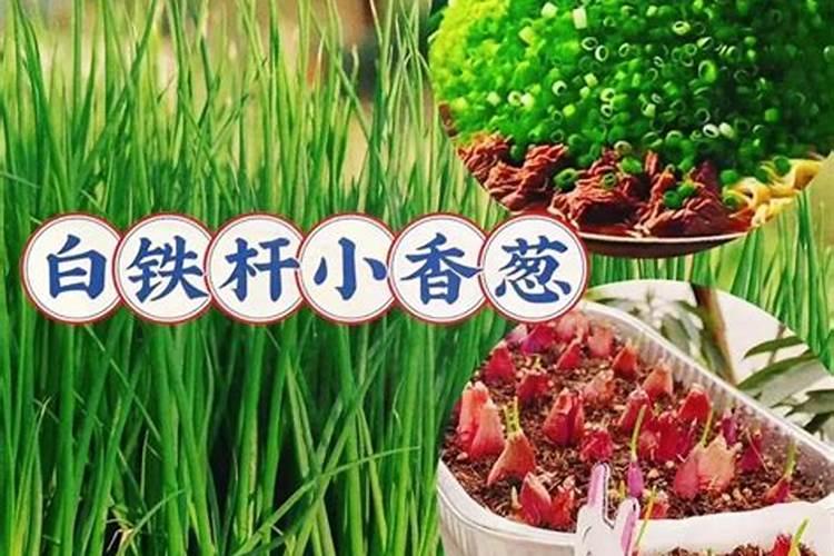 洋葱底肥放什么肥好(底肥施用方法)
