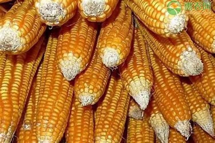住商肥料玉米专用肥价格多少
