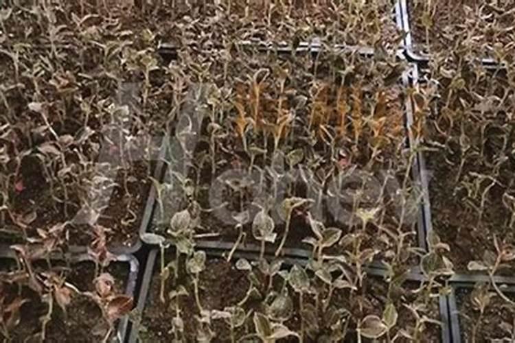 设施番茄水肥一体化栽培模式是怎样的？如何操作？